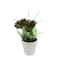 Artificial Green and Red Succulent and Fern with Round White Pot
